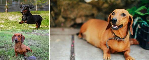 长身短腿的腊肠犬为何养的人这么少?这6点也许是原因