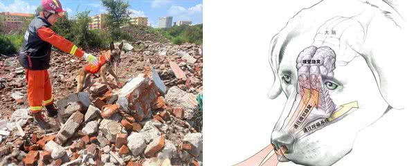 狗为何有时半夜会对着门口狂吠?难道真看到了不干净的东西?