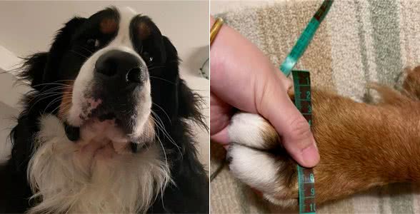 伯恩山犬重116斤却爱撒娇跟主人十指紧扣，简直又暖又困扰…