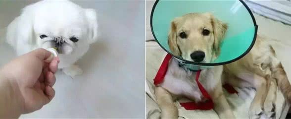 铲屎官最容易犯的养狗误区，你中了几条?