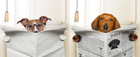 犬冠状病毒病的防治