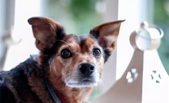 怎么训练宠物狗不挑食