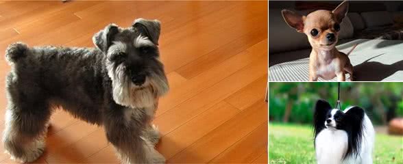 宠物狗到底有哪些?最后一个居然才知道名字