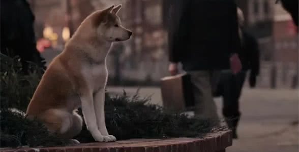 推荐4部超治愈的狗狗片