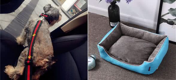 如何和你的狗狗一起旅行?