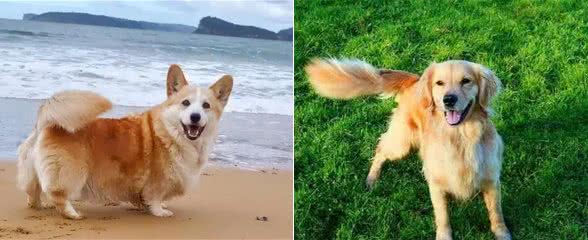 狗狗的情绪表达:尾巴语言的秘密，你想知道吗?