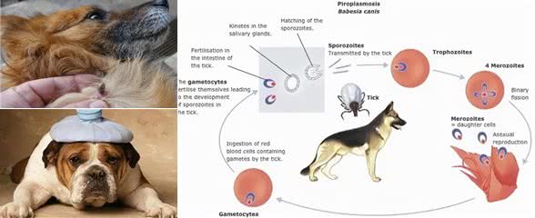 能引起狗狗重度贫血的寄生虫—巴贝斯虫