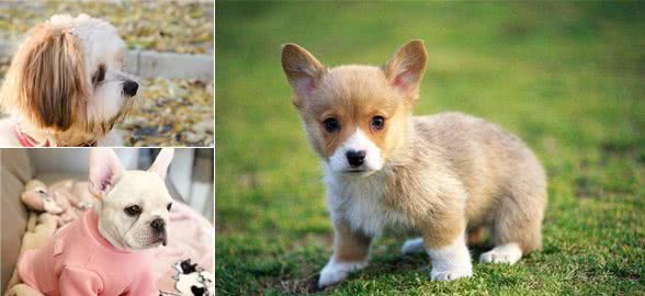 狗狗常见问题快问快答-行为环境篇