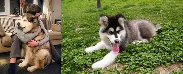养前必看!阿拉斯加犬优缺点分析，你能接受吗?