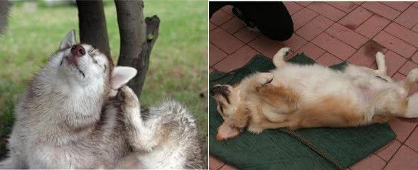 狗狗经常瘙痒不停?瘙痒的根源饲主找到了吗?