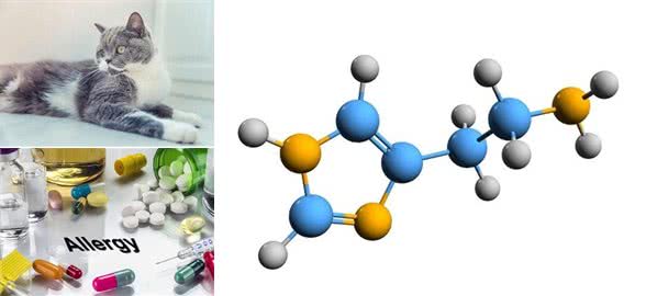 鼻炎患者能养猫狗吗?了解宠物过敏知识，避免病情加重
