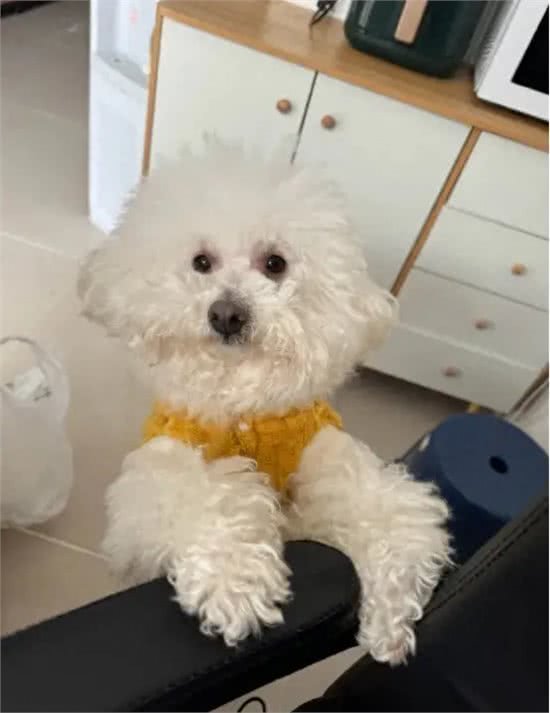 作为资深铲屎官，分享下我的养狗经验