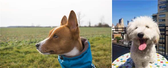 孤独的时候养一只懂人话的小狗如何?适合居家的10大最佳犬种