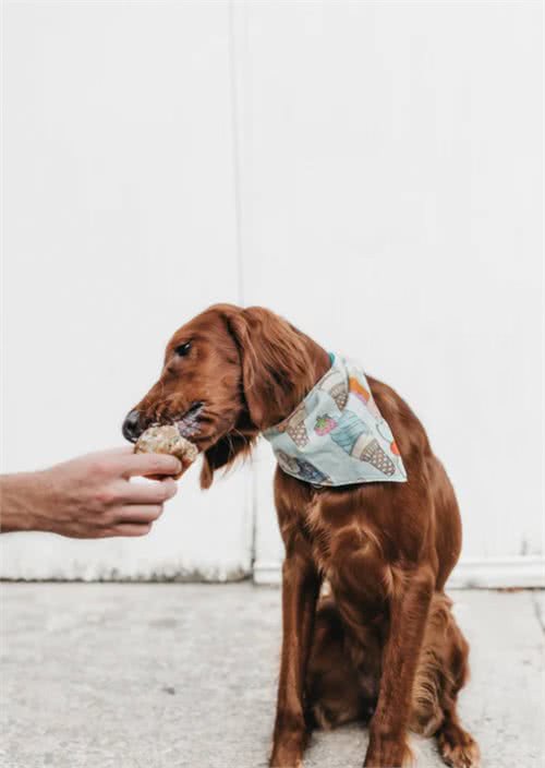 12个让狗狗快乐的方法