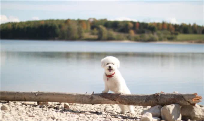 12个让狗狗快乐的方法