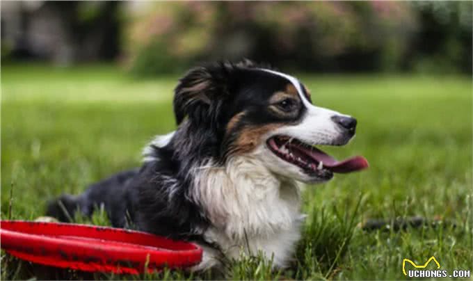 12个让狗狗快乐的方法