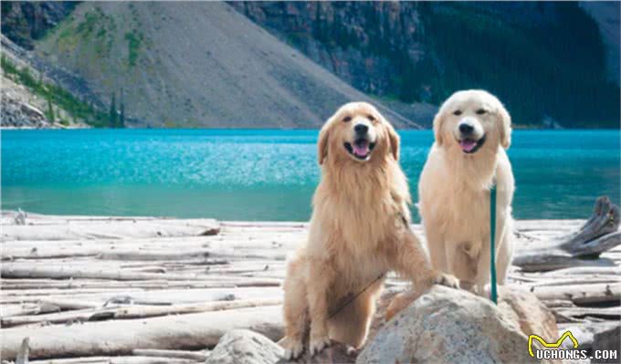 12个让狗狗快乐的方法