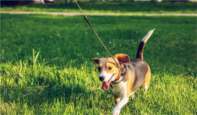 12个让狗狗快乐的方法