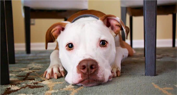 12个让狗狗快乐的方法