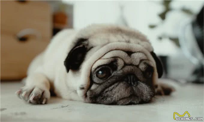 12个让狗狗快乐的方法