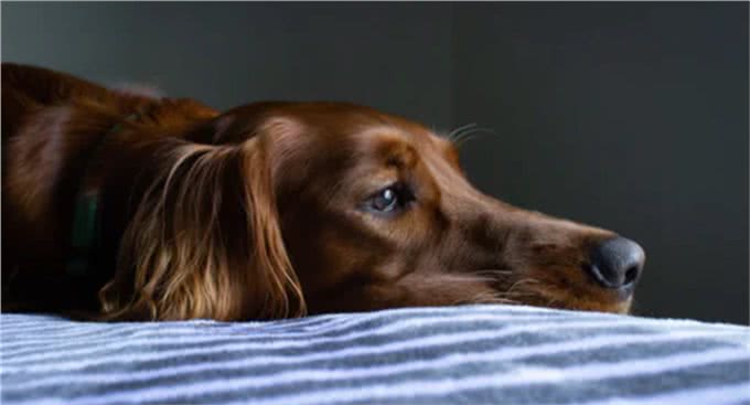 12个让狗狗快乐的方法