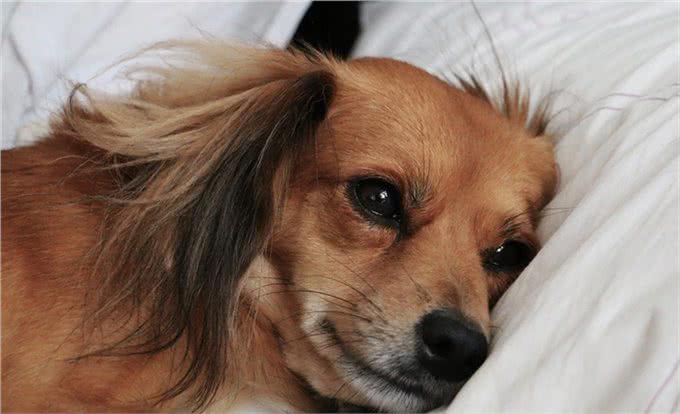 12个让狗狗快乐的方法