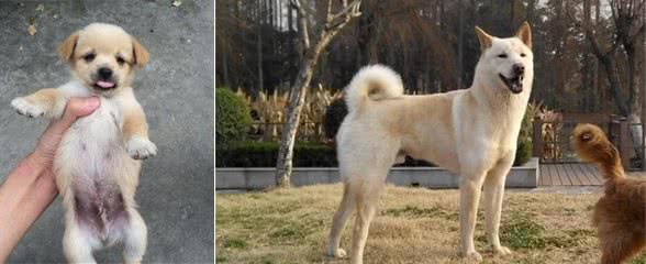 如何判断你家的狗狗进人老年期了?老年期的狗狗如何照顾?