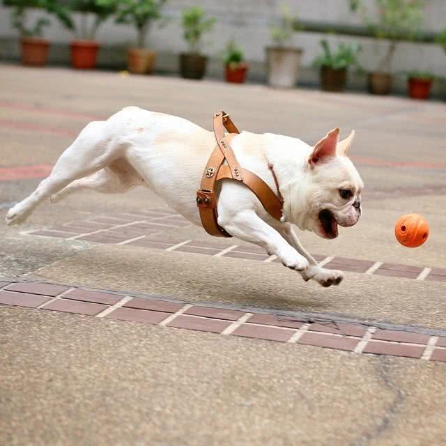 三步训练，让狗狗出门不乱跑，乖乖跟在主人身侧