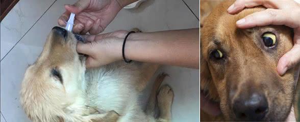 狗狗黄疸怎么治?吃什么药能好?