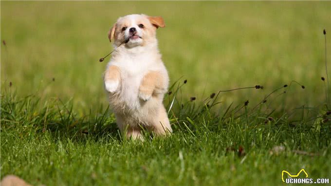 狗狗的社交天赋有哪些?