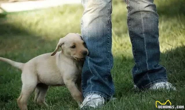 狗狗为什么喜欢咬人脚后跟?除了天性，还有这几层含义