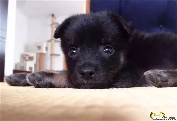 小小狗的日常护理怎样预防犬瘟和细小?