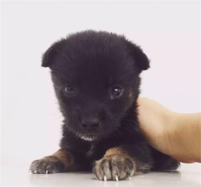 小小狗的日常护理怎样预防犬瘟和细小?