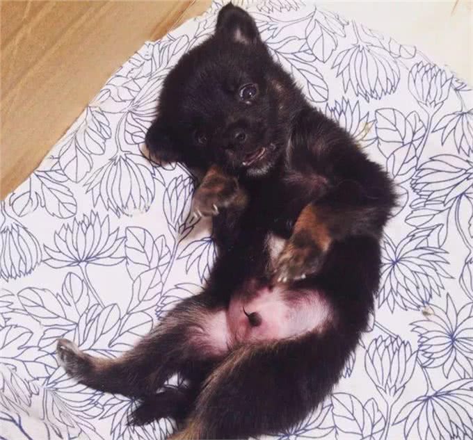 小小狗的日常护理怎样预防犬瘟和细小?