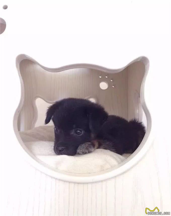 小小狗的日常护理怎样预防犬瘟和细小?