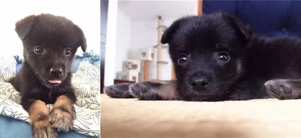 小小狗的日常护理怎样预防犬瘟和细小?