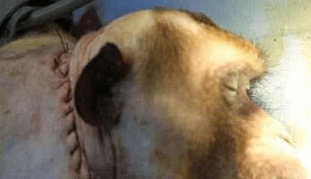 狗换头手术成功，首例活体换人头手术找到志愿者，最终结果如何