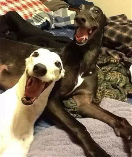 有一种酷炫,叫别人家的狗狗