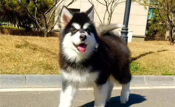 宠物的四季健康管理之宠物狗秋季的健康管理