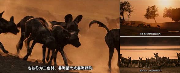 野狗泰特族群与黑尖族群，江湖上没有儿女情长只有无情的竞争