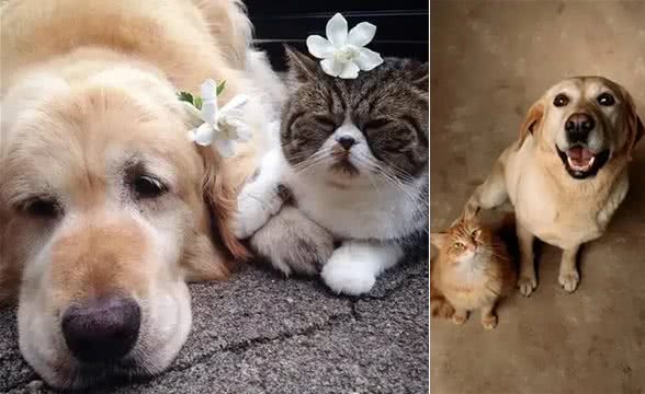 宠物掉毛季来临，教你巧妙应对的实用秘籍!