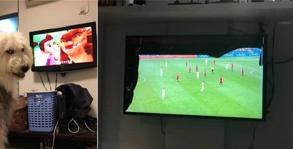 只有家里有矿才养得起,40kg古牧成拆家大王,报废新电视不用一周