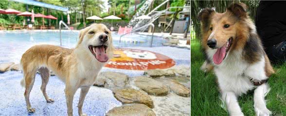 辟谣:剃毛可以帮助宠物降温散热?三个妙招帮宠物躲避秋老虎