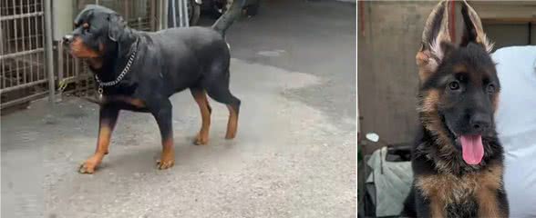 盘点十款让小偷都害怕的狗狗
