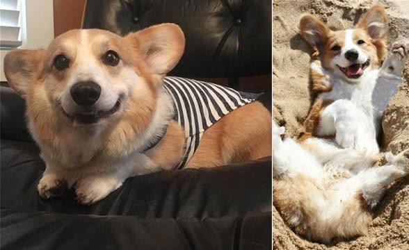 可爱的小柯基—小短腿的迷人魅力