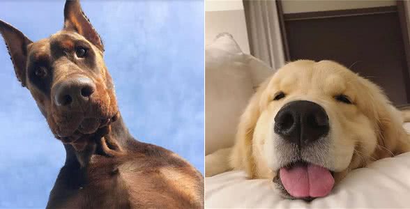 狗界最聪明的狗，中华田园犬竟然也在榜上