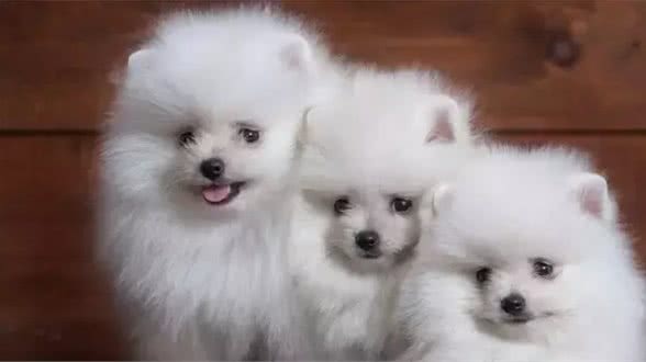 狗狗没精神的4原因3建议