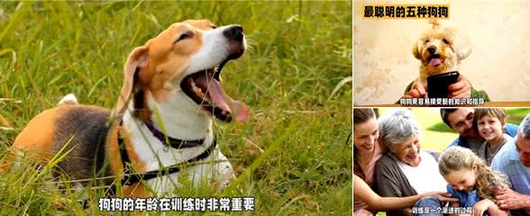 让你的狗狗成为最棒的宠物!选择最佳时机进行训练—dou上热门