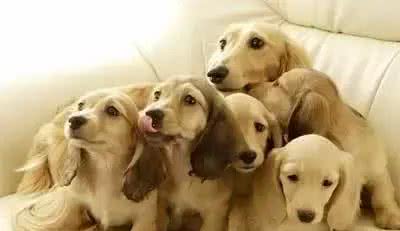 狗狗的日常用品你都备齐了吗?