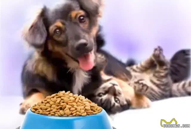 狗狗的日常用品你都备齐了吗?